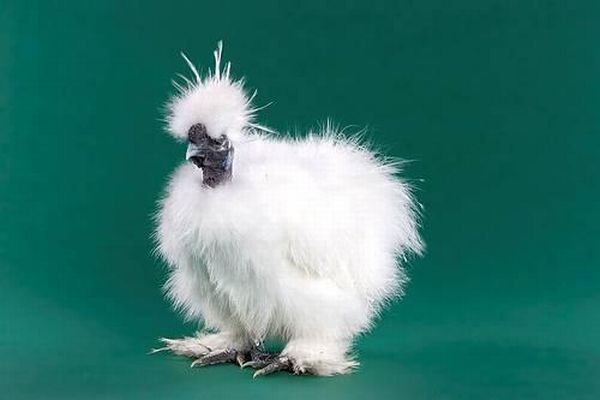 Beautiful chickens around the world (17 pics)