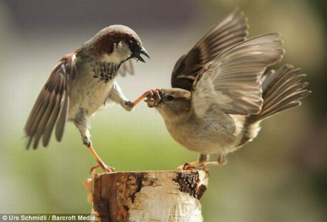 Kung Fu, Birds Style (8 pics)