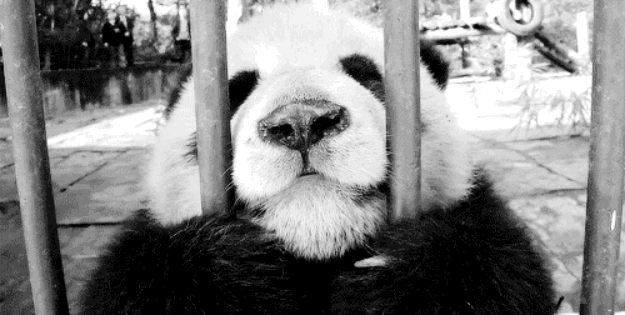 Le GIF di Panda - Oltre 100 immagini animate di questi animali