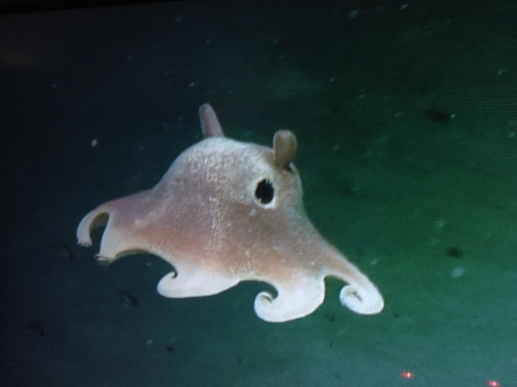 Hasil gambar untuk dumbo octopus