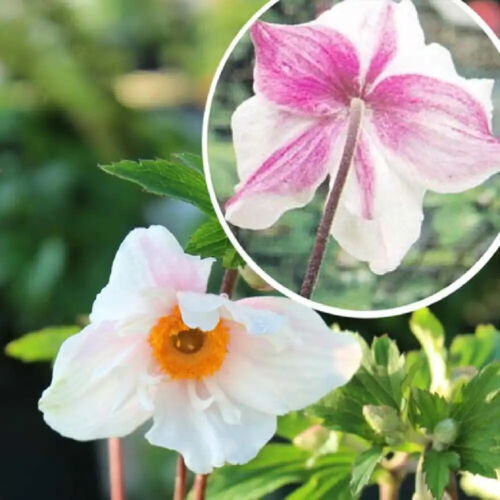 ANEMONE~DAINTY SWAN~JAPANESE WINDFLOWERS~LIVE PLANT~HARDY PERENNIAL ...