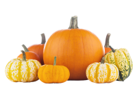 Pumpkin PNG