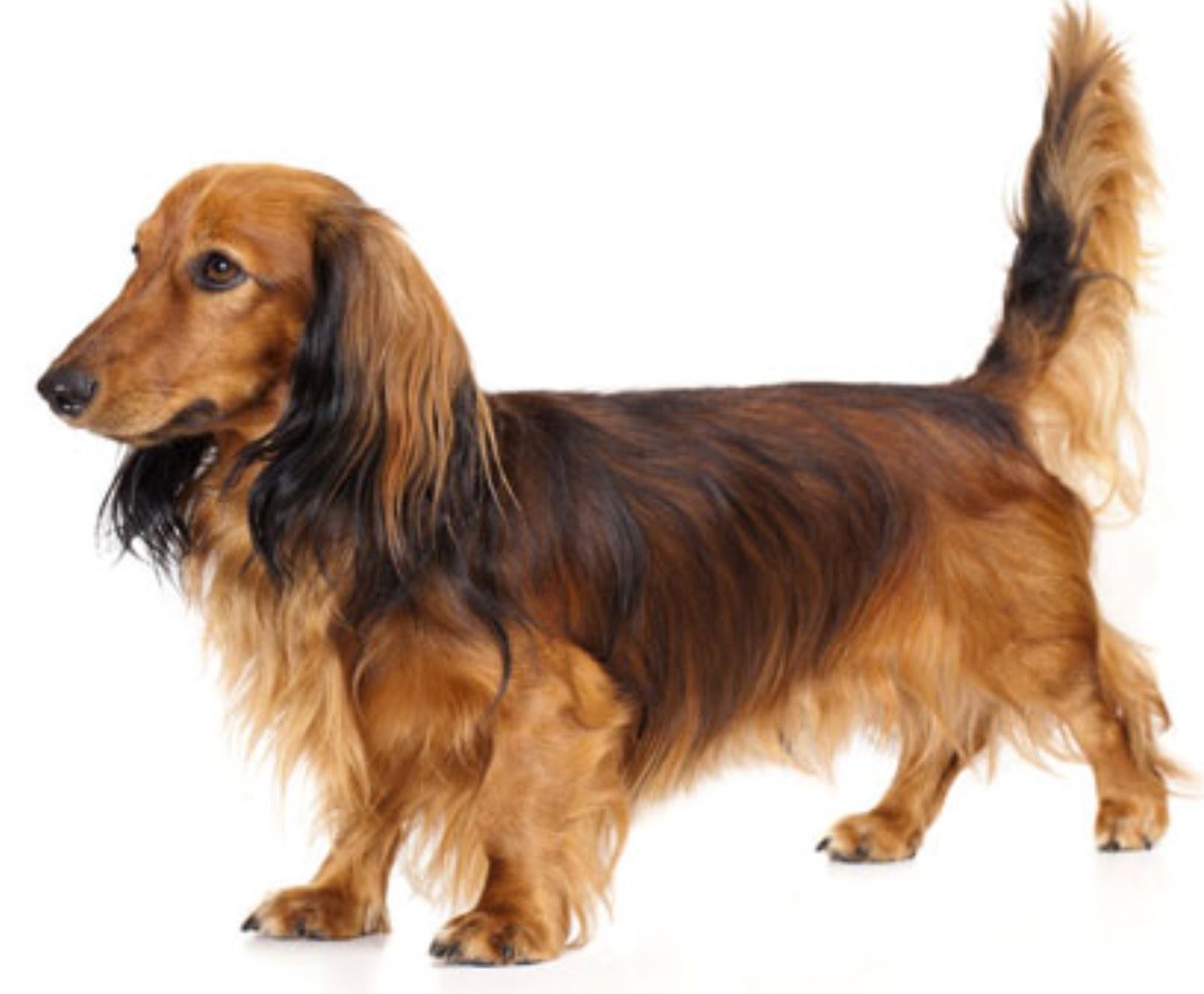 Beautiful Long Haired Doxie Pets Pinterest Dachshunds Dog