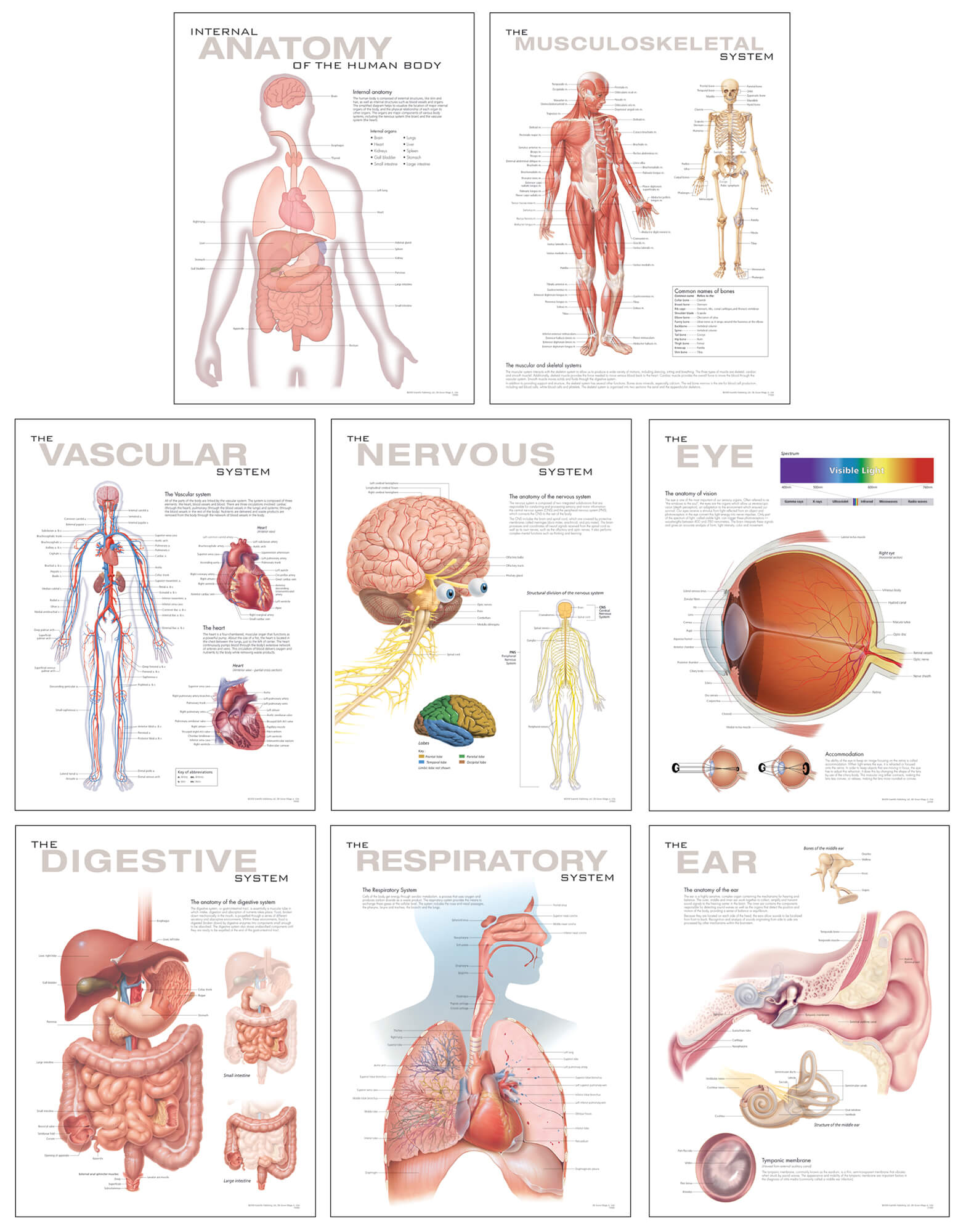 Printable Human Anatomy Charts - Free Printable Worksheet