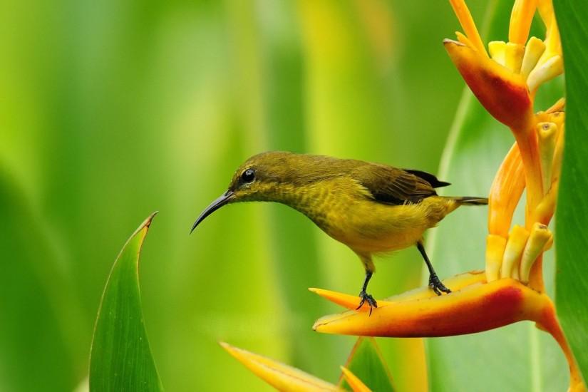 beautiful bird wallpaper 1920x1200