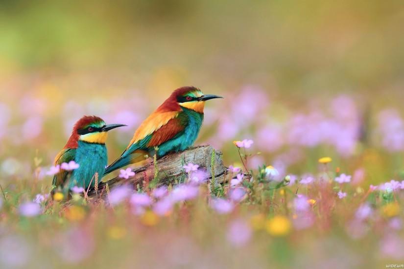 most popular bird wallpaper 1920x1080 ipad retina