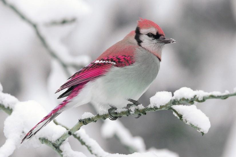 Preview wallpaper bird, winter, snow, branch, nature 3840x2160