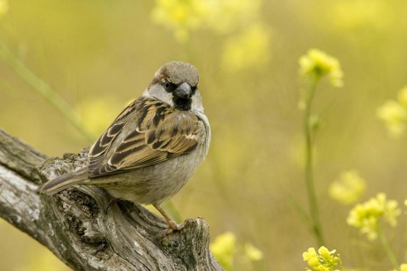 bird wallpaper 1920x1080 windows