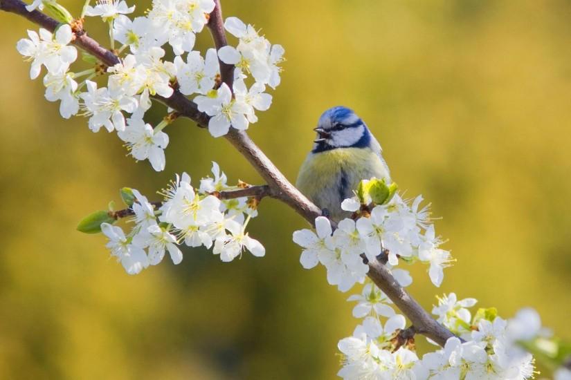 beautiful bird wallpaper 1920x1080 macbook