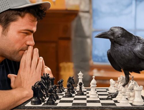 A crow solving 9 Impossible Puzzles?