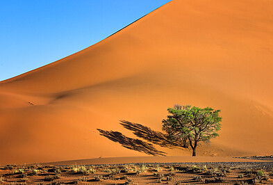 Akazie vor orangener Düne in Sossusvlei