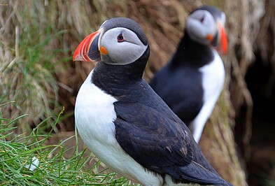 Papageientaucher auf Island