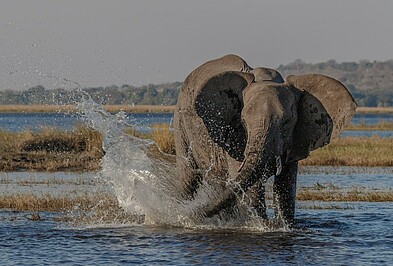 Planschender Elefantenbulle im Chobe Nationalpark in Botswana