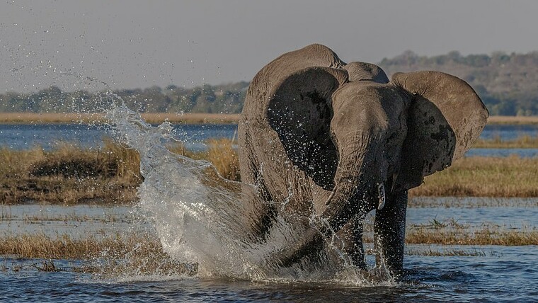 Planschender Elefantenbulle im Chobe Nationalpark in Botswana