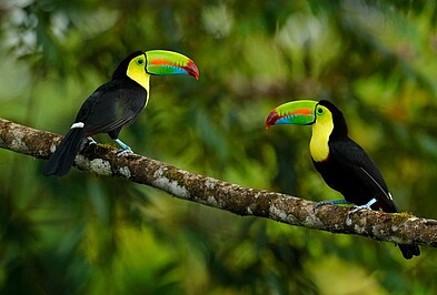 Tukane im Regenwald von Costa Rica