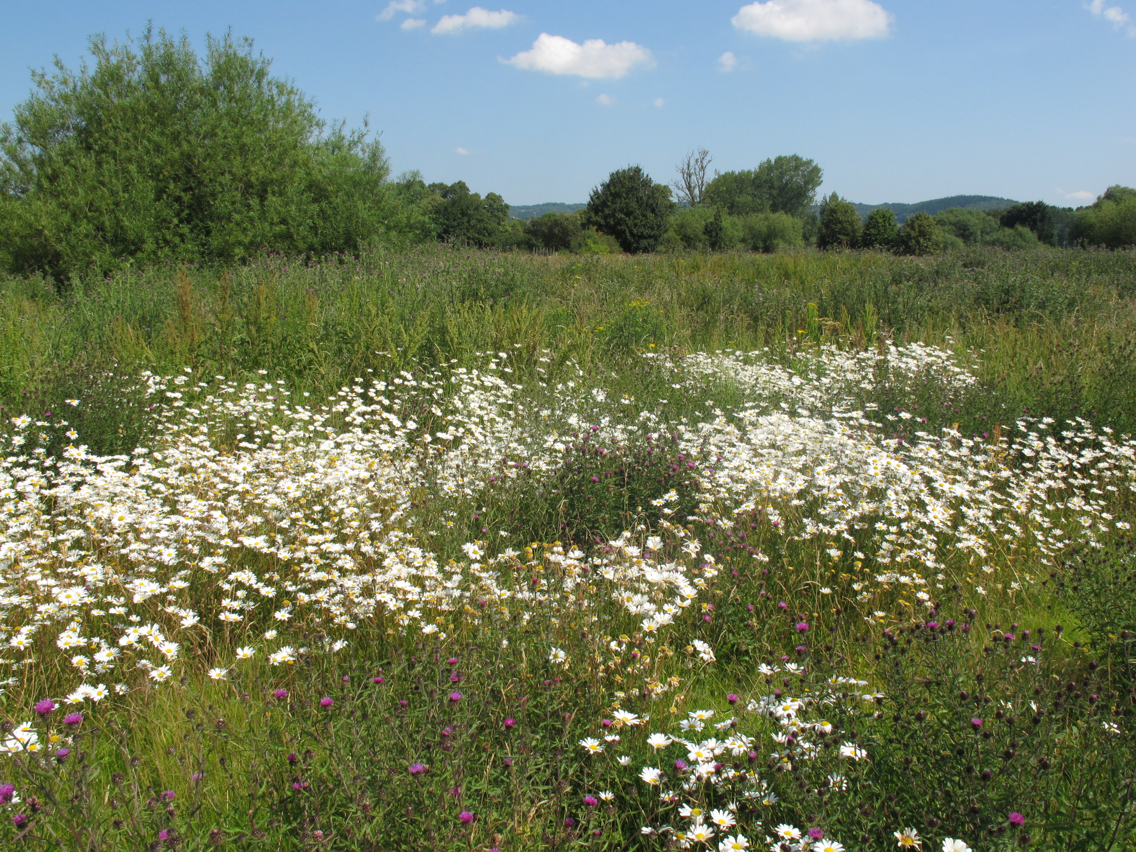 File:Two River Meadow 8.JPG - Wikimedia Commons