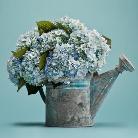 Hydrangea Flowers