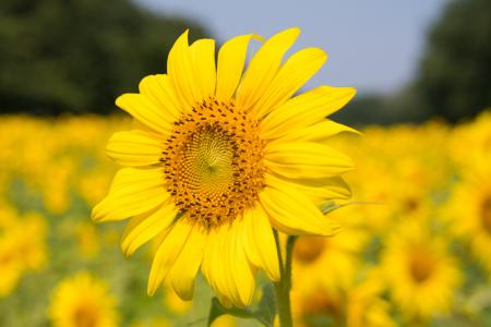 Sunflower Plant