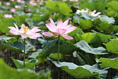 花朵, 花壁纸, 莲花, 牛头人, 花卉背景, #自然, 自然, 美丽花朵