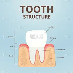 人类牙齿的结构