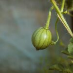 wassermelonen pflege