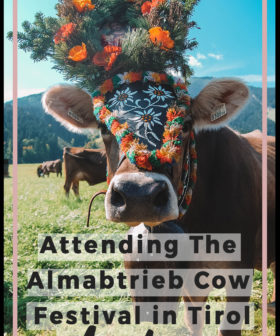 Attending The Almabtrieb Cow Festival in Tirol, Austria