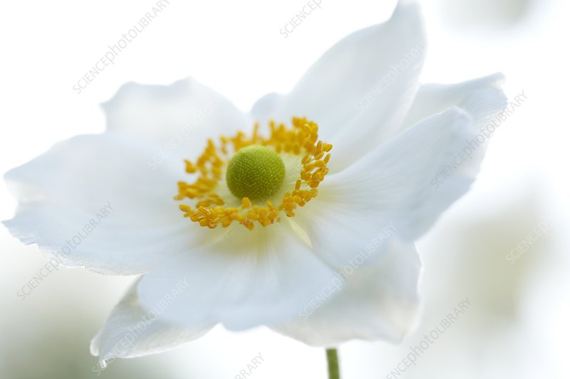 Japanese windflower (Anemone sp.) - Stock Image - C001/0882 - Science ...