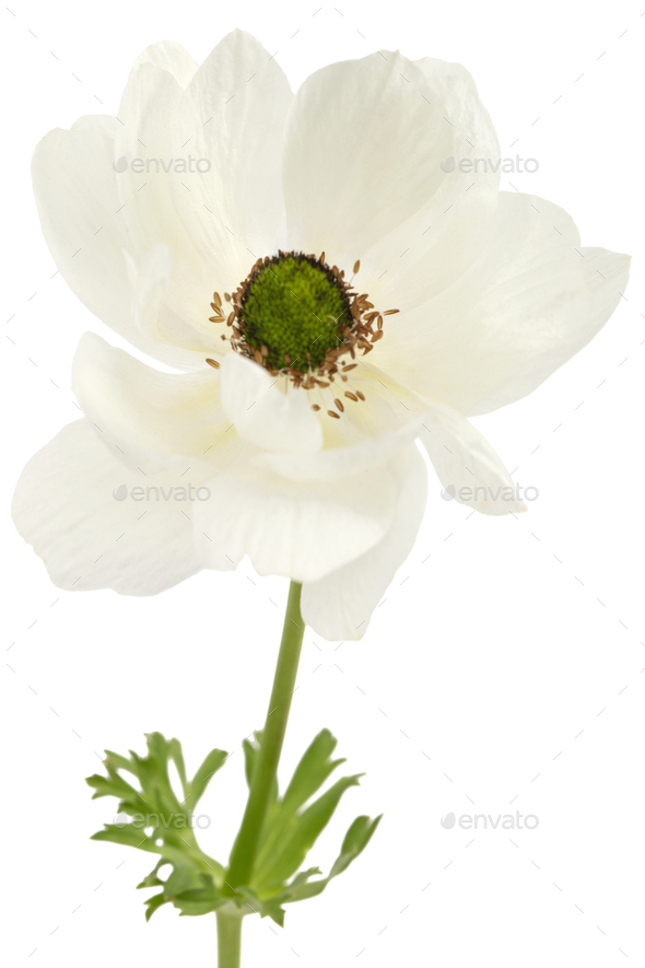 White flower of anemone, isolated on white background Stock Photo by ...