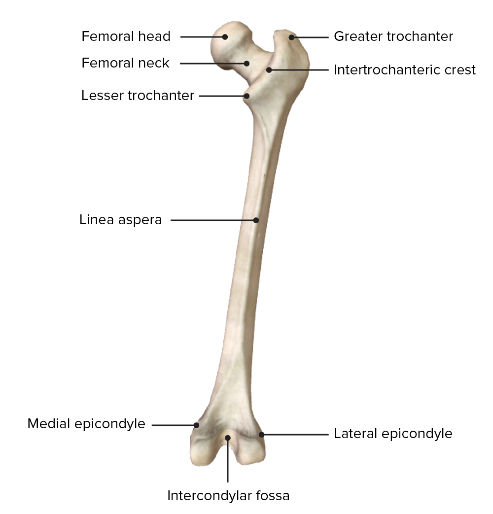 Femur Posterior View Labeled