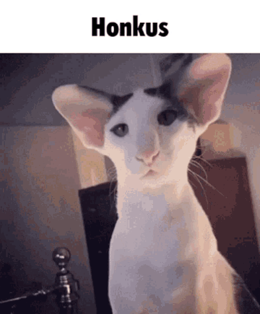 a picture of a cat with a caption that says honkus on it