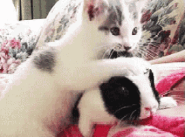 two cats are hugging each other on a couch .