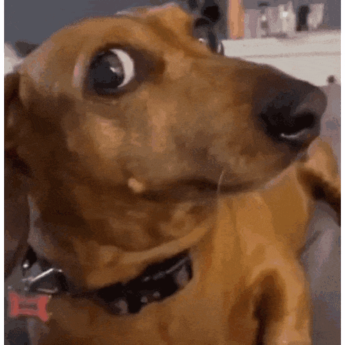 a brown dog with a black collar is looking at the camera with a surprised look on its face .