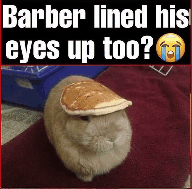 a rabbit wearing a pancake on its head with the caption barber lined his eyes up too .