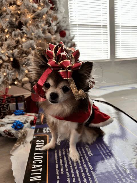 a small dog wearing a santa outfit is sitting on a star locatin sign