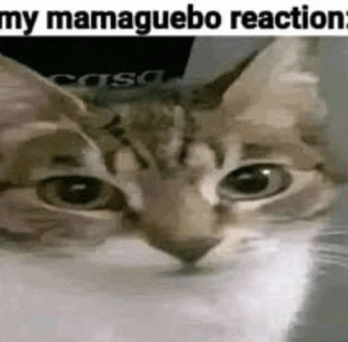 a close up of a cat 's face with the words `` my mamaguebo reaction '' written above it .