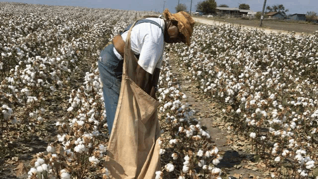 a man is picking cotton in a field with a bag