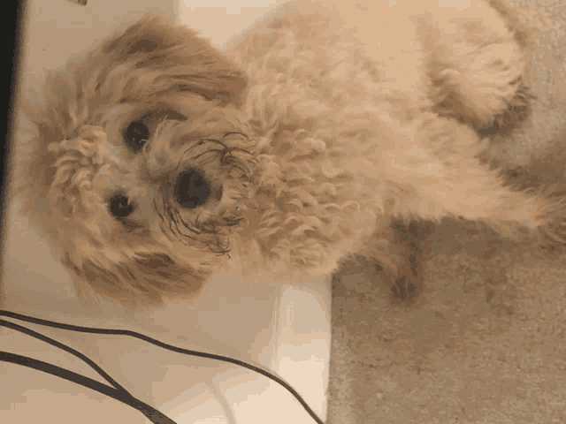 a small brown and white dog laying on the floor looking up at the camera