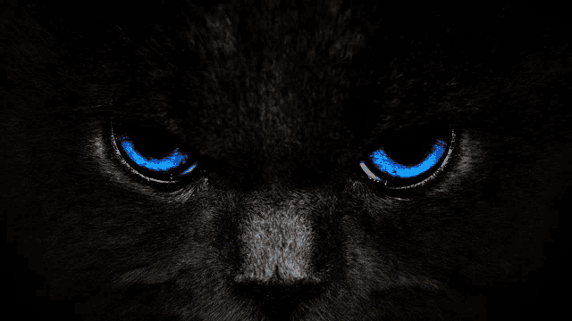 a closeup of a black cat 's blue eyes