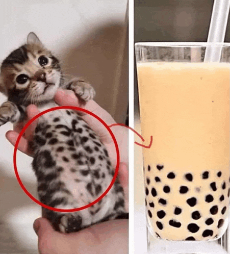 a person is holding a kitten next to a cup of bubble tea