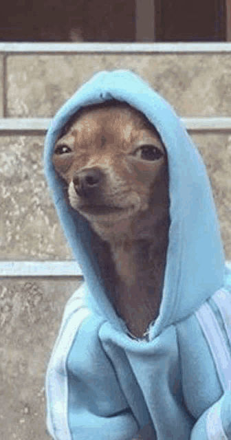 a small dog wearing a blue hoodie is standing on a set of stairs .