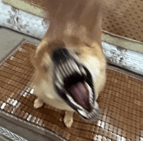 a close up of a dog yawning on a mat