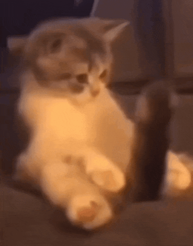 a cat is sitting on a couch with its legs crossed and looking at something .