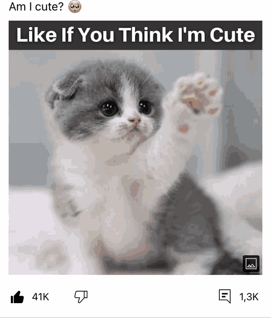 a picture of a kitten with the caption am i cute