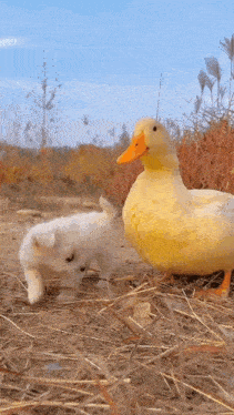 a small white dog and a large yellow duck are standing next to each other on a dirt field .