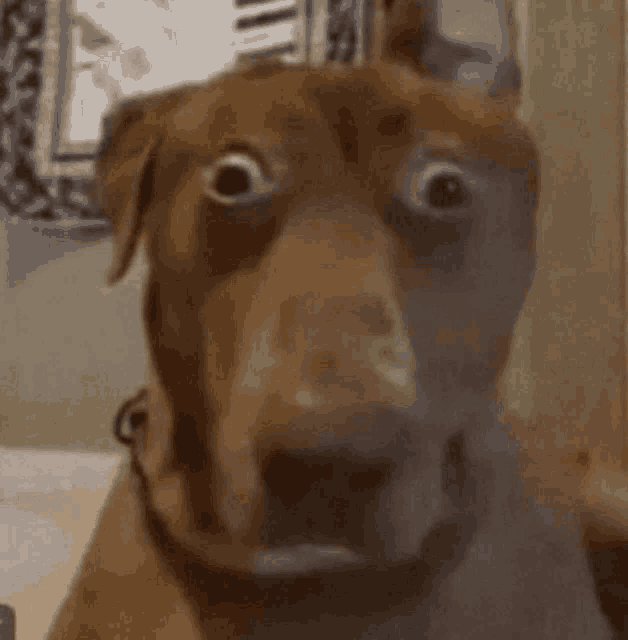 a close up of a brown dog making a funny face .