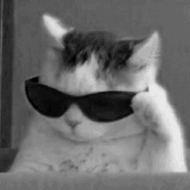 a cat wearing sunglasses is looking out a window .