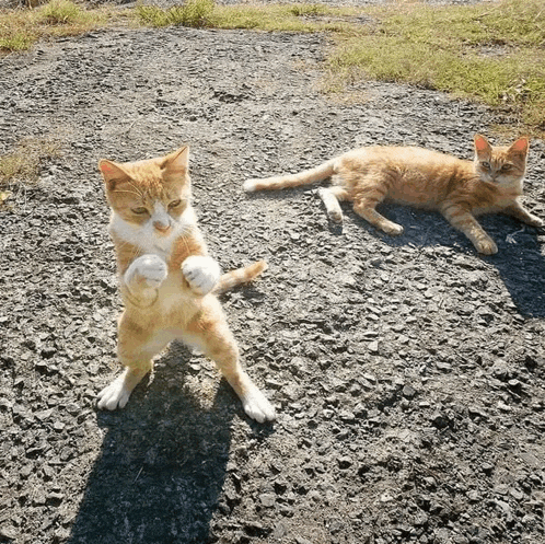 a cat standing on its hind legs while another cat lays on the ground