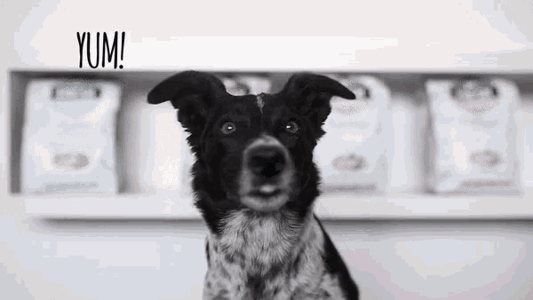 a black and white dog is sitting in front of a shelf with bags of dog food and the words yum written on the wall behind it