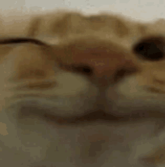 a close up of a cat 's face with its eyes closed and a blurred background .