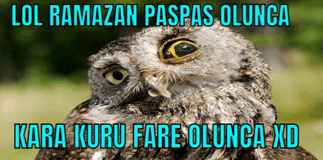 an owl with the words lol ramazan paspas olunga kara kuru fare olunga xd written below it